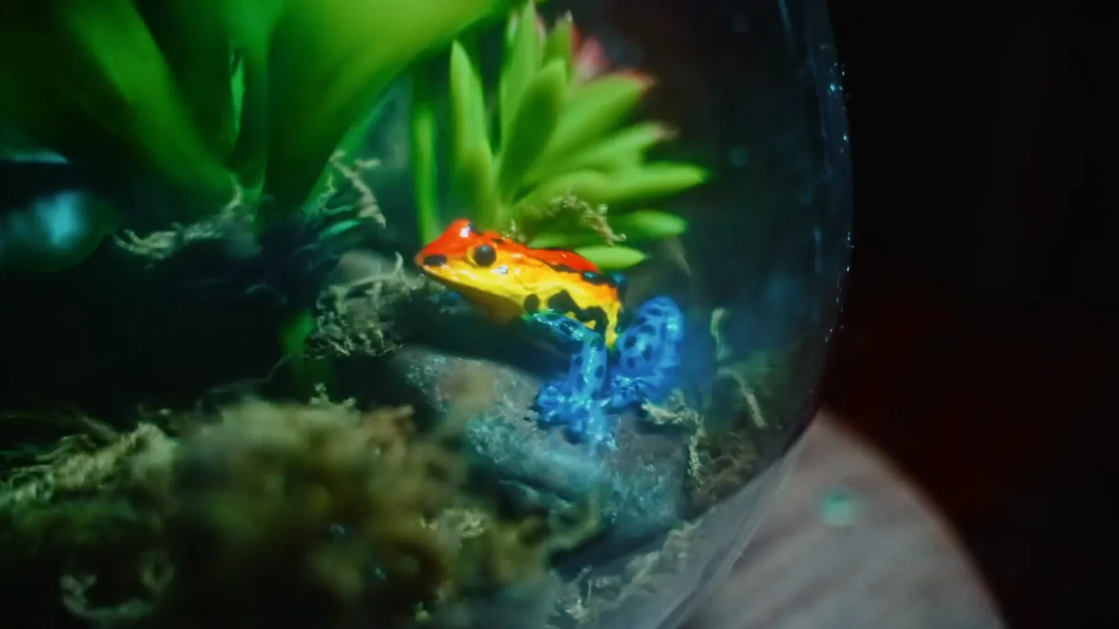 A bright orange frog in a glass terrarium in The Wizard's Chamber